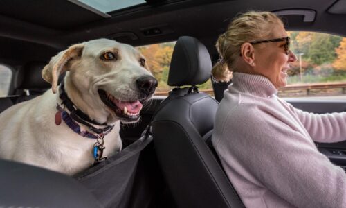 Tipps für lange Autofahrten mit Hund: So bleibt dein Vierbeiner entspannt