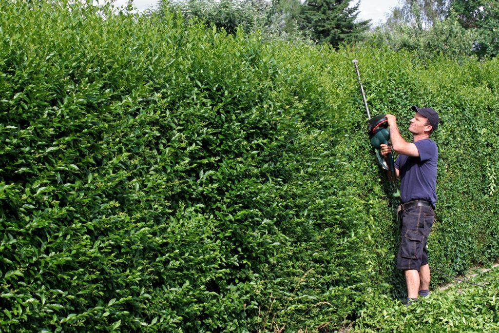 Ein Gärtner schneidet eine Hecke – Gartenpflege als Teil der Hauswartung in Berlin für gepflegte Außenbereiche im Urlaub.